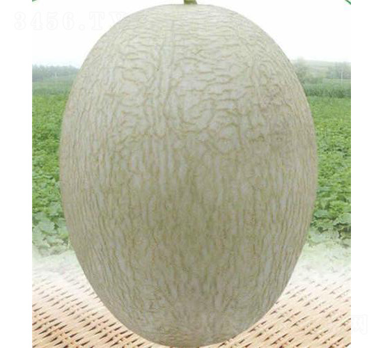 安泰蜜二號(hào)-甜瓜種子-安泰達(dá)