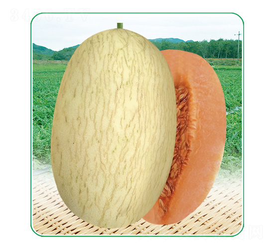 安泰蜜3號(hào)-甜瓜種子-安泰達(dá)