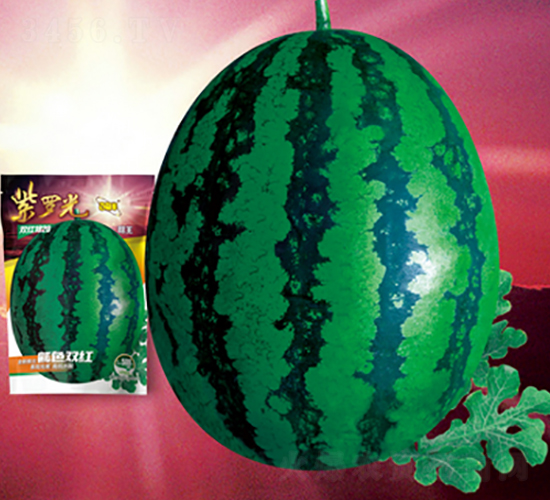 紫羅光-西瓜種子-百聚豐