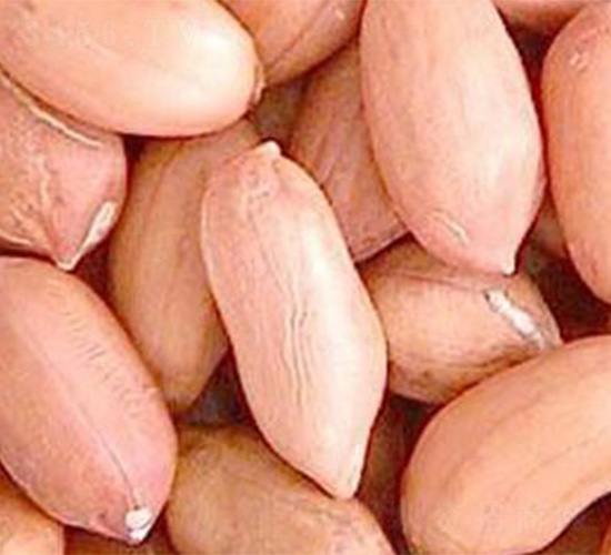 ?；?號(hào)-花生種子-哈維農(nóng)業(yè)