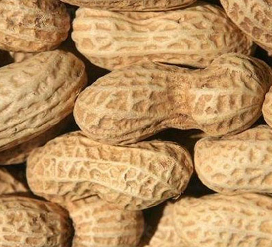 豫花15號-花生種子-哈維農(nóng)業(yè)