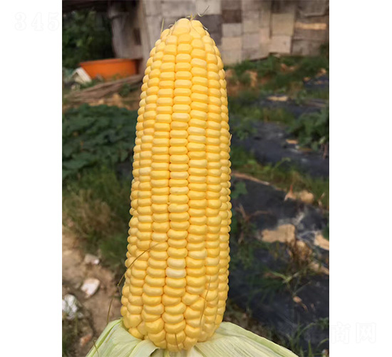 1078-玉米種子-哈維農業(yè)