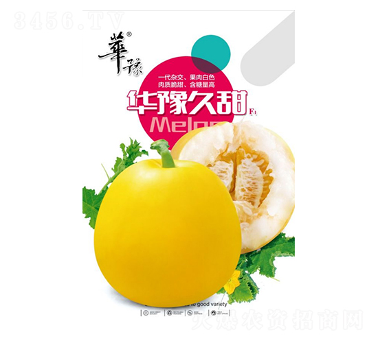 華豫久甜-甜瓜種子-邢源農(nóng)業(yè)