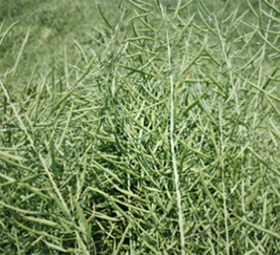 蘇油1號-油菜種子-明天種業(yè)