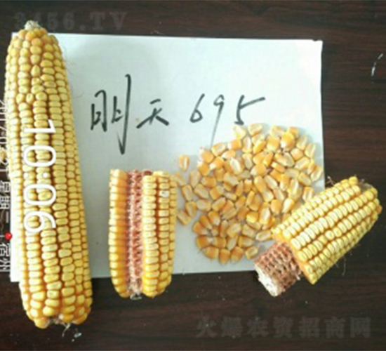 明天695-玉米種子-明天種業(yè)