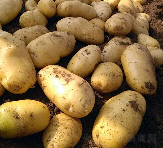 希森3號-土豆種子-希森