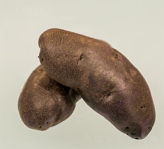 希森8號-土豆種子-希森