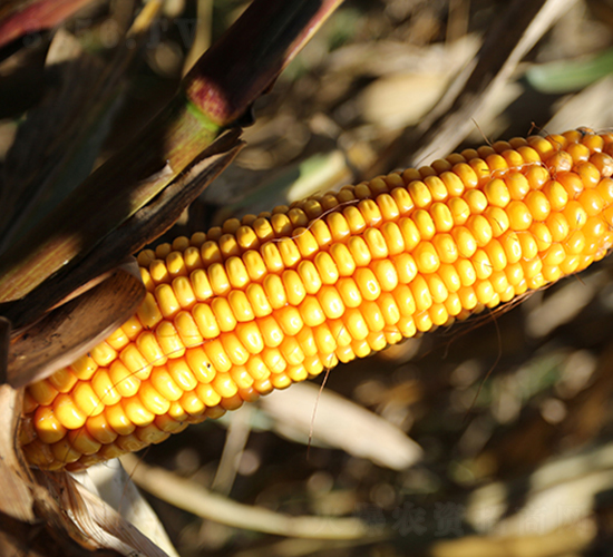 德美亞2號(hào)-玉米種子-墾豐種業(yè)