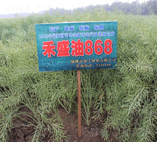 禾盛油868-油菜種子-中農(nóng)發(fā)
