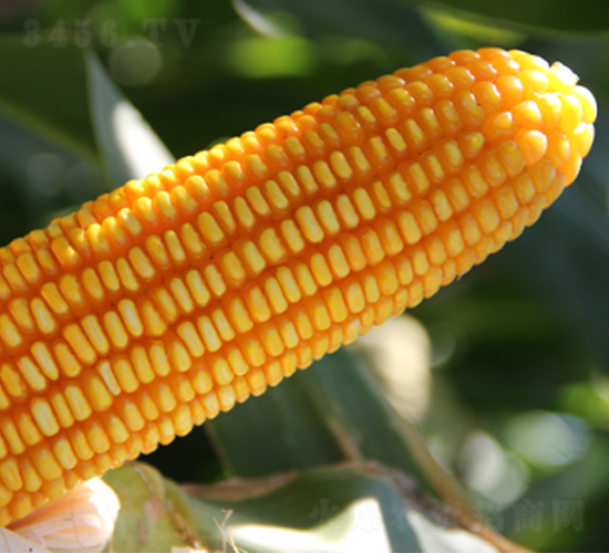 德單5號-玉米種子-萬向德農(nóng)