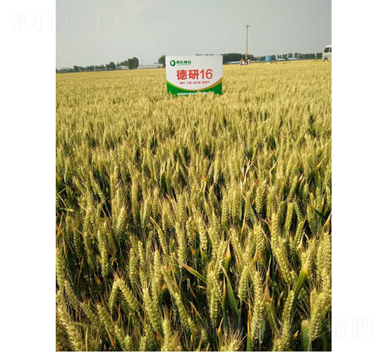 德研16-小麥種子-德宏種業(yè)