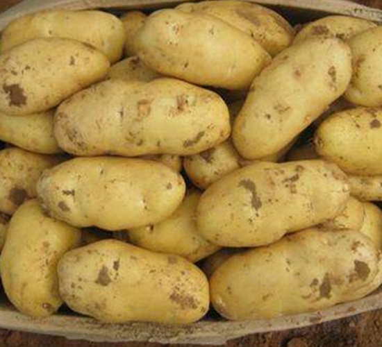 冀張薯12號(hào)-土豆種子-民豐種業(yè)
