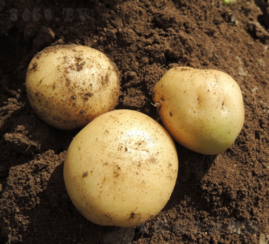 大西洋-土豆種子-民豐種業(yè)