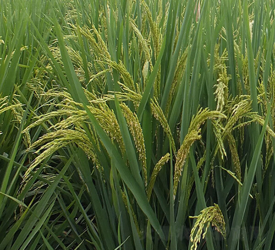 望兩優(yōu)6號-水稻種子-希望種業(yè)