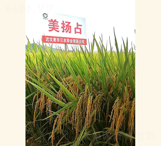 美揚(yáng)占-水稻種子-惠華三農(nóng)