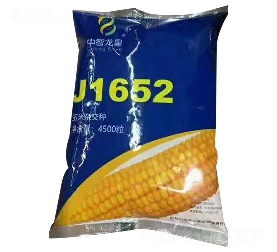J1652-玉米種子-中智龍星