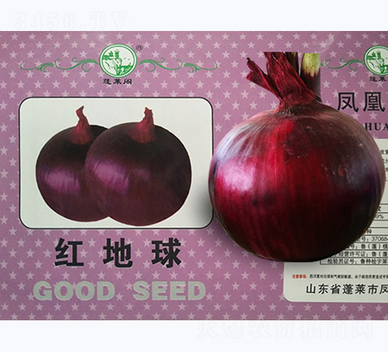 紅地球-洋蔥種子-鳳凰種業(yè)
