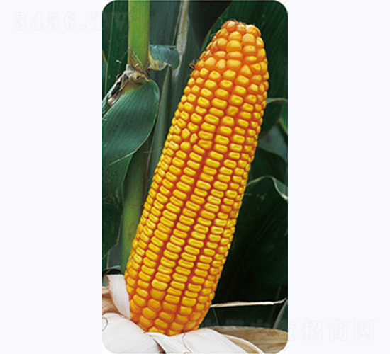 德玉211-玉米種子-佳欣種業(yè)