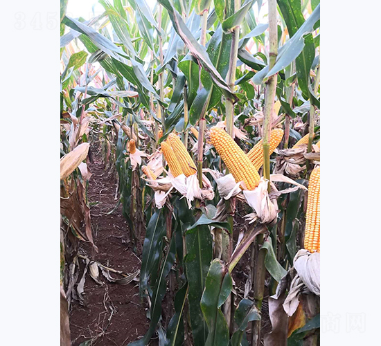 宣禾8號(hào)-玉米種子-宣豐種業(yè)