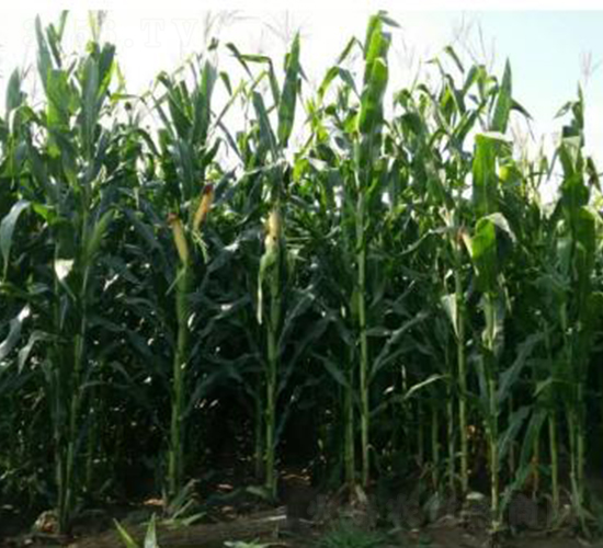 北農(nóng)青貯208-玉米種子-大京九種業(yè)