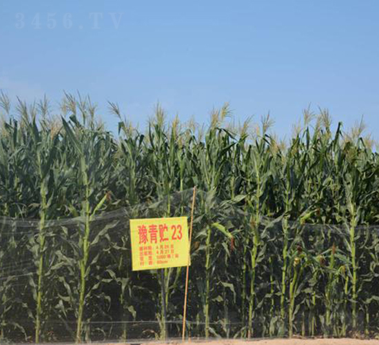 豫青貯23-玉米種子-大京九種業(yè)