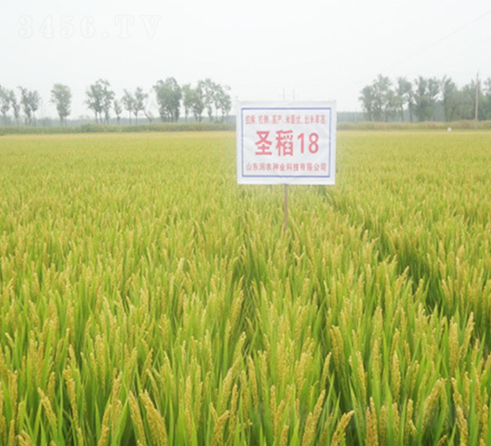 圣稻18-水稻種子-潤(rùn)農(nóng)種業(yè)