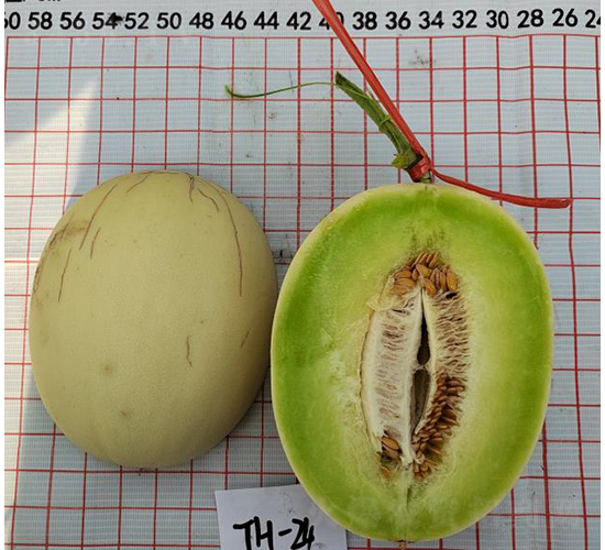 玉菇醉糖-甜瓜種子-優(yōu)奈爾生物