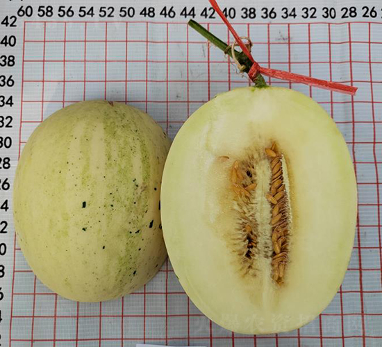 白肉25流光-甜瓜種子-優(yōu)奈爾生物