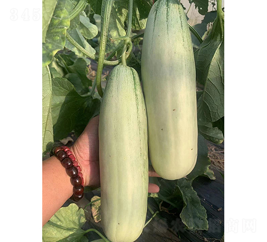 薄皮甜瓜MT-3-甜瓜種子-優(yōu)奈爾生物