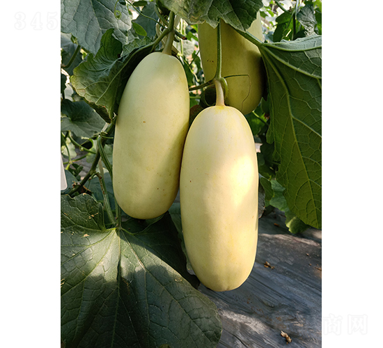 薄皮甜瓜MT-5-甜瓜種子-優(yōu)奈爾生物