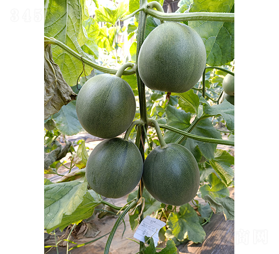 薄皮甜瓜MT-6-甜瓜種子-優(yōu)奈爾生物