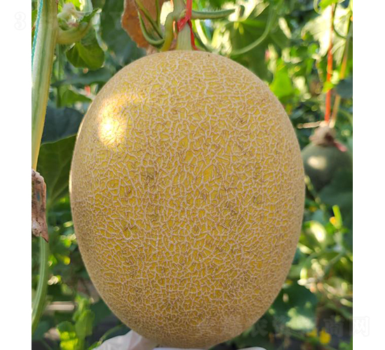 黃皮25金桂-甜瓜種子-優(yōu)奈爾生物