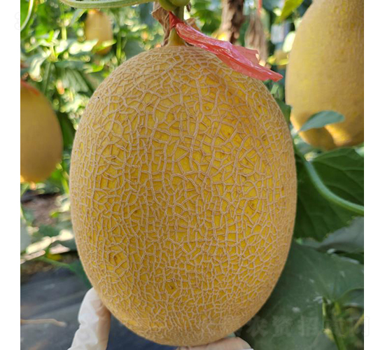 黃皮25糖螢-甜瓜種子-優(yōu)奈爾生物