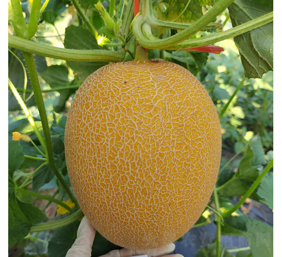 黃皮25亭彤-甜瓜種子-優(yōu)奈爾生物