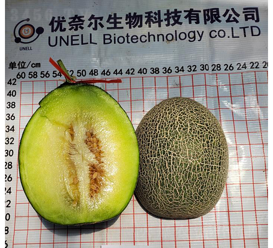 綠肉25爍玉-甜瓜種子-優(yōu)奈爾生物