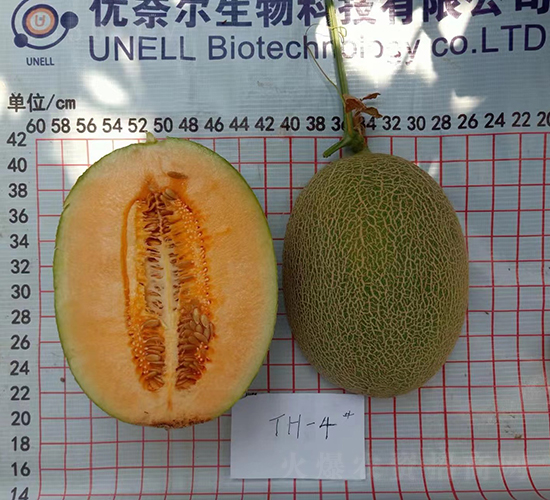厚皮甜瓜蜜福酥-甜瓜種子-優(yōu)奈爾生物