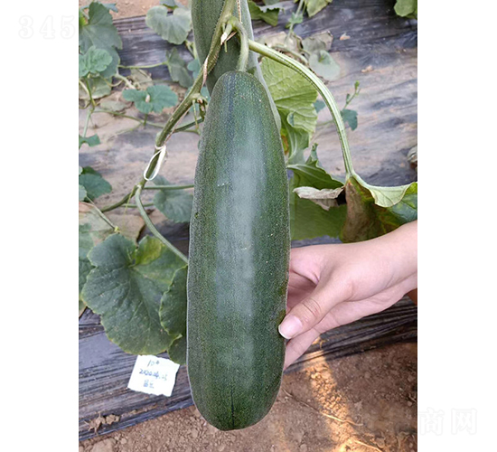 薄皮甜瓜MT-7-甜瓜種子-優(yōu)奈爾生物