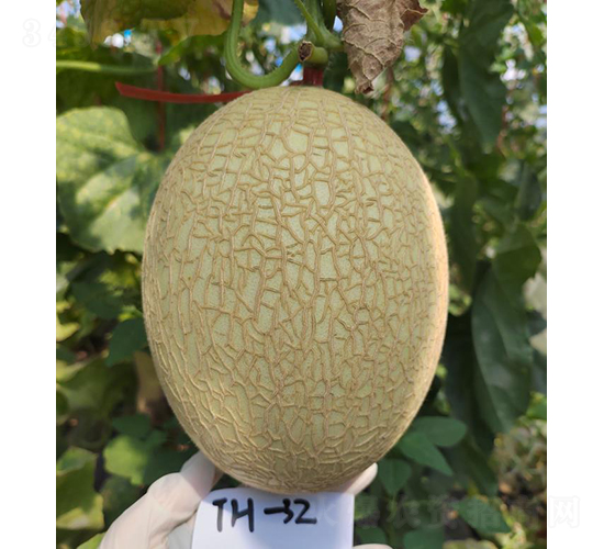 白皮25蜜罐-甜瓜種子-優(yōu)奈爾生物