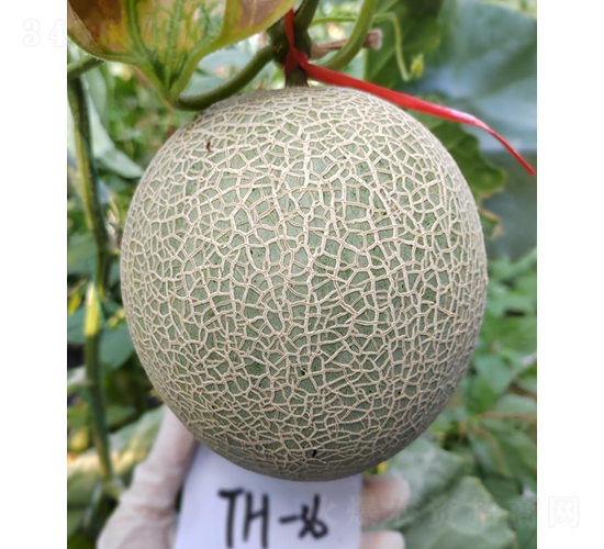 厚皮甜瓜清津蜜-甜瓜種子-優(yōu)奈爾生物