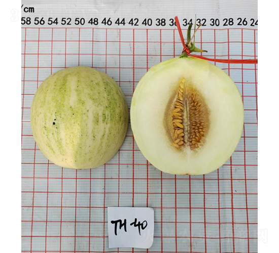 白肉流星玉露團(tuán)-甜瓜種子-優(yōu)奈爾生物