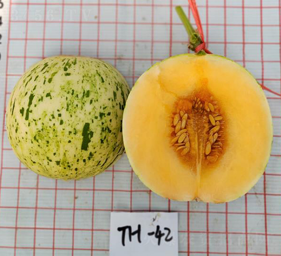 紅肉流星旭陽-甜瓜種子-優(yōu)奈爾生物