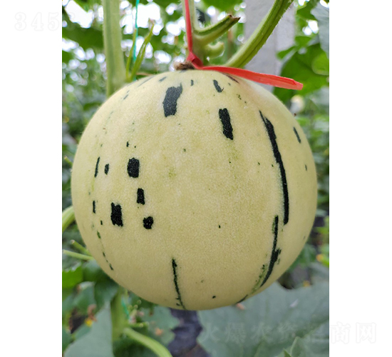 紅肉流星桔小果-甜瓜種子-優(yōu)奈爾生物