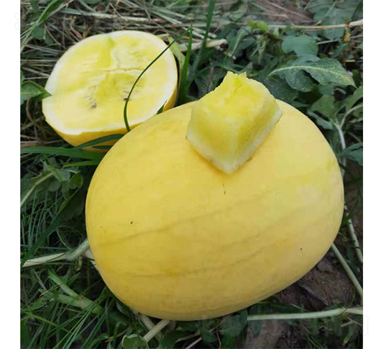 禮品西瓜金爵-西瓜種子-優(yōu)奈爾生物