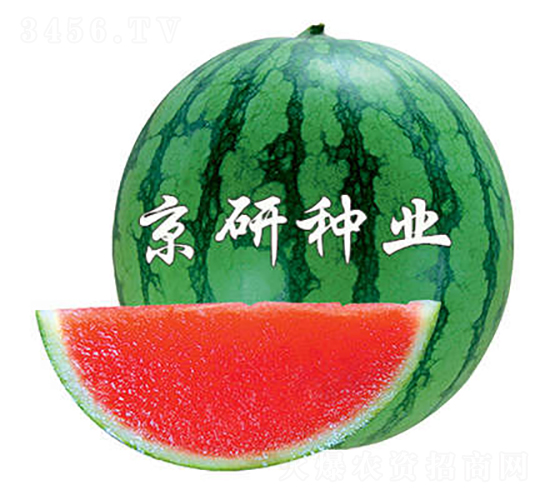 京玲-西瓜種子-京研種業(yè)
