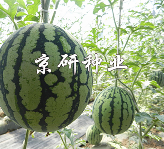 京美4K-西瓜種子-京研種業(yè)