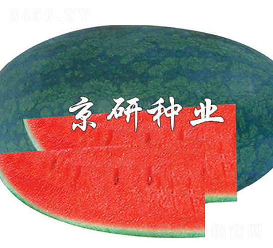 京麗-西瓜種子-京研種業(yè)