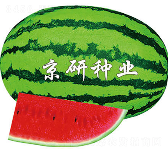 京欣6號-西瓜種子-京研種業(yè)