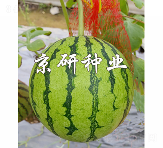 京嘉-西瓜種子-京研種業(yè)