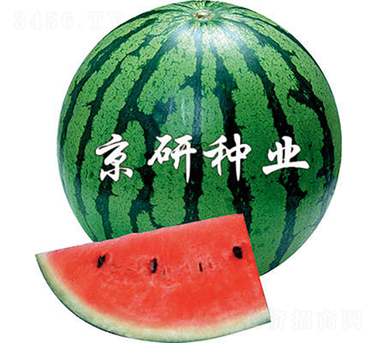 京欣2號-西瓜種子-京研種業(yè)