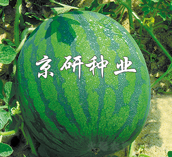 國(guó)蜜2號(hào)-西瓜種子-京研種業(yè)